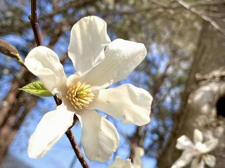 コブシの花 04 コブシの花 04 辛夷,コブシ,拳の写真素材