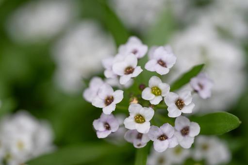 白から薄紫のスイートアリッサム スイートアリッサム,ニワナズナ,白の写真素材