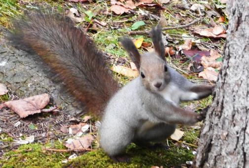 北海道に生息の可愛いエゾリス エゾリス,リス,栗鼠の写真素材