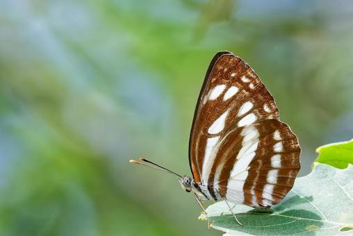 Photo, neptis sapphire, small three tendons, butterfly, 