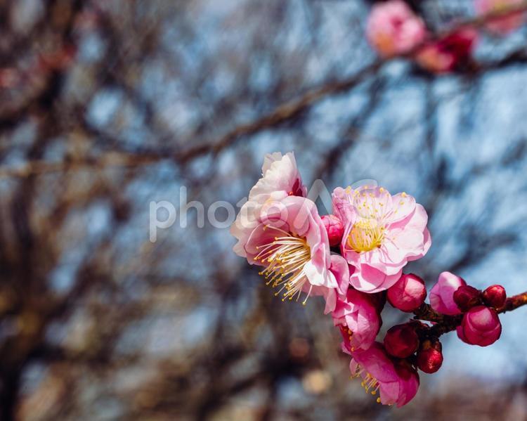本庄運動公園　梅の花5ｰ5 本庄運動公園,梅,梅花の写真素材
