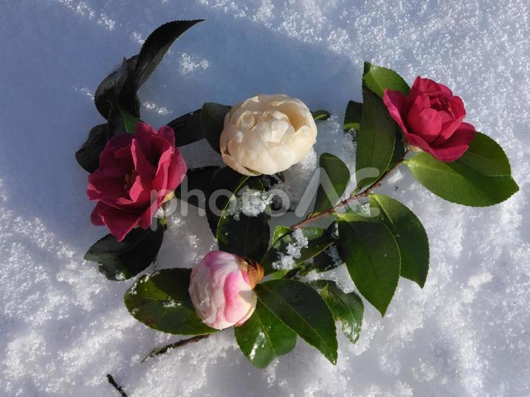 冬の花たち 冬,雪,花の写真素材