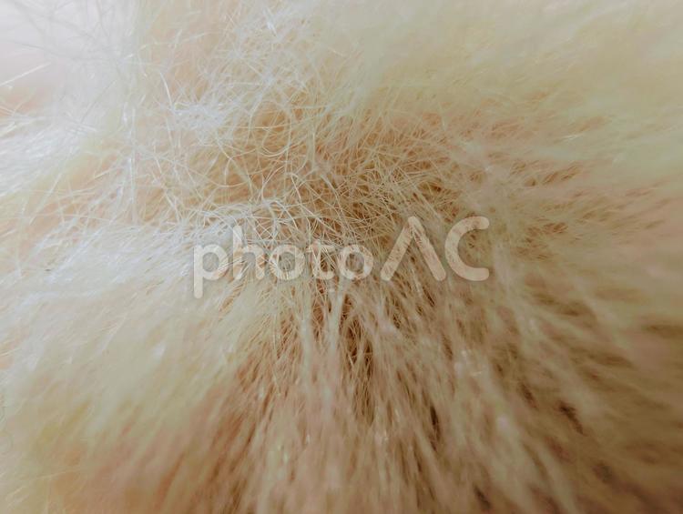 ふわふわの毛のテクスチャ壁紙 毛,ふわふわ,もふもふの写真素材