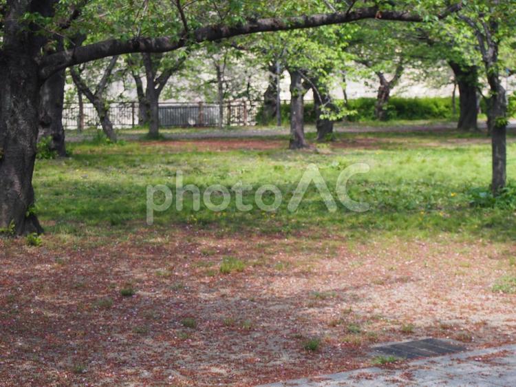 木 木漏れ日,道,自然の写真素材