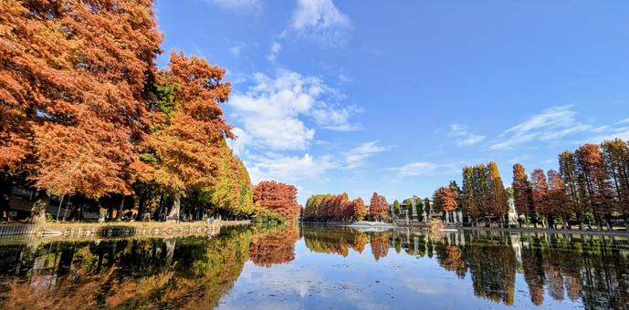 別所沼公園の秋の風景 別所沼公園,秋,紅葉の写真素材