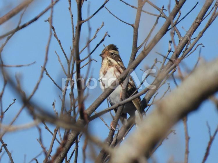 近所の小川で撮ったカシラダカ 野鳥,小鳥,バードウォッチングの写真素材