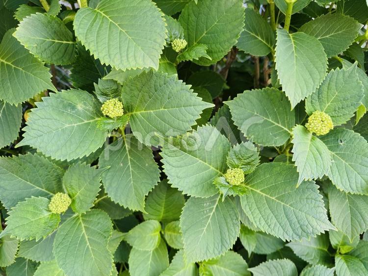 色付く前のあじさいの蕾 あじさい,アジサイ,紫陽花の写真素材