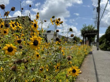 夏の終わりに咲くひまわり 夏の終わりに咲くひまわりの写真