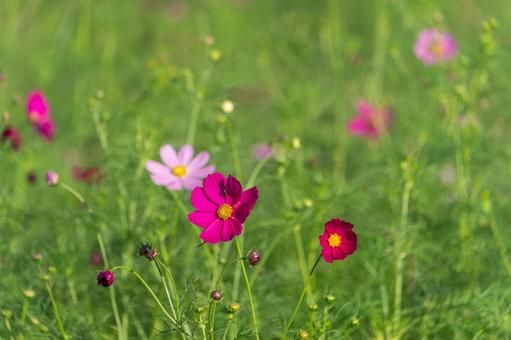 秋の野原に咲く色とりどりのコスモス 秋の野原に咲く色とりどりのコスモス コスモス,花,秋の写真素材