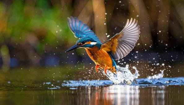 カワセミ 水面 カワセミ 水面の写真