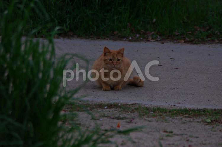 春のたそがれの公園猫 ネコ,猫,公園猫の写真素材