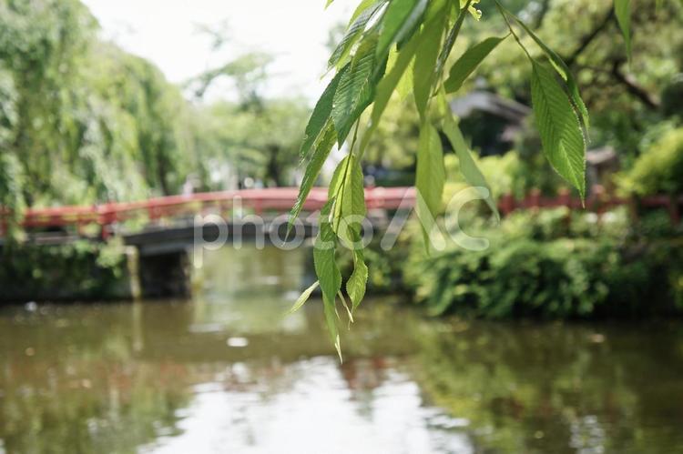 橋と木 橋,木,植物の写真素材