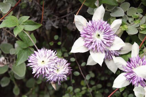 野花 野花,自然,キレイの写真素材