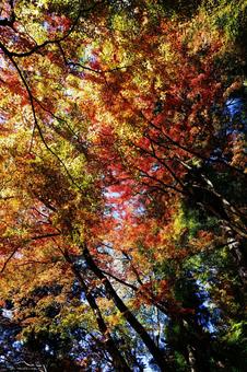 紅葉の森を見上げる鮮やかな秋の空 紅葉,秋,11月の写真素材