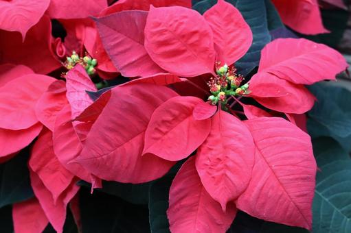 ポインセチア 植物,草,赤色の写真素材