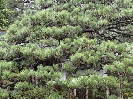 松の木 松,松の木,植物の写真素材