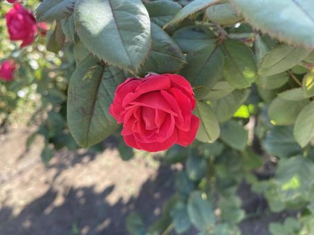 赤い薔薇 赤い薔薇の写真
