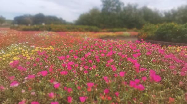 道満グリーンパークの花壇 道満グリーンパークの花壇の写真