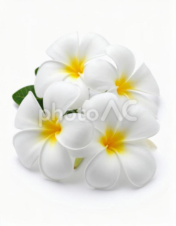 白い背景のプルメリア プルメリア,ハワイ,南国の写真素材