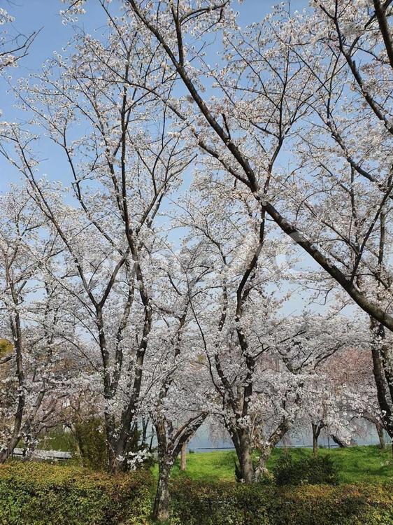 満開の桜 桜,さくら,サクラの写真素材