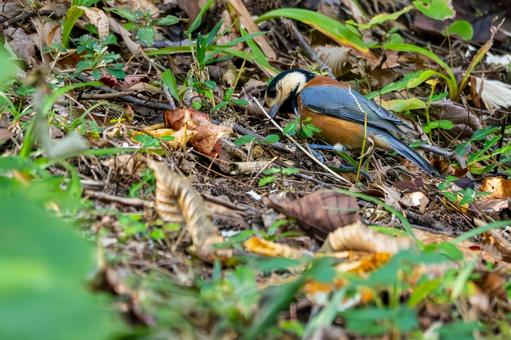 ヤマガラ(71)の写真