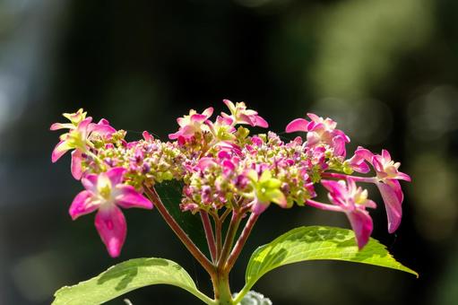 Hydrangea shining in the rain, JPG