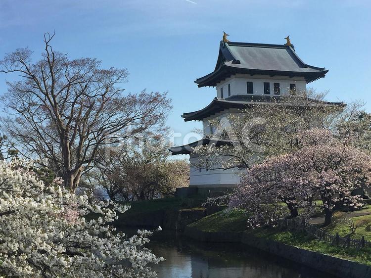 北海道　松前城の桜 松前城,桜,ソメイヨシノの写真素材