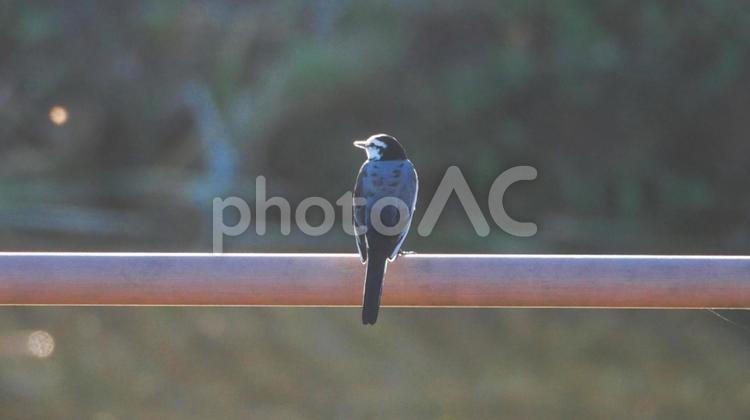 親水公園の桟橋にとまるハクセキレイ ハクセキレイ,小鳥,野鳥の写真素材