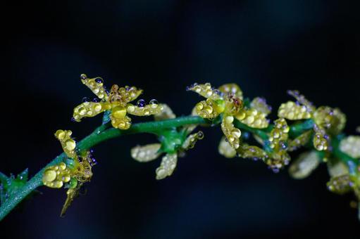 朝露に濡れる金水引の花 朝露,緑色,葉の写真素材