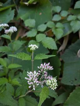 Photo, weed, plant, green, 