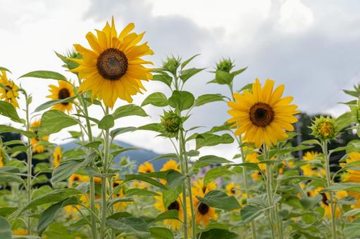 夏の風景 夏の風景 花,向日葵,ひまわりの写真素材