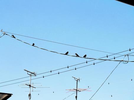 アンテナより高い電線にとまっている子燕 アンテナより高い電線にとまっている子燕 燕,燕の子,鳥の写真素材