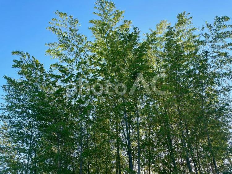 澄んだ青空に映える竹林のシルエット 竹林,青空,竹の写真素材