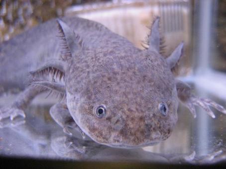 ウーパールーパーのアップ ウーパールーパーのアップ ウーパールーパー,メキシコサラマンダー,両生類の写真素材