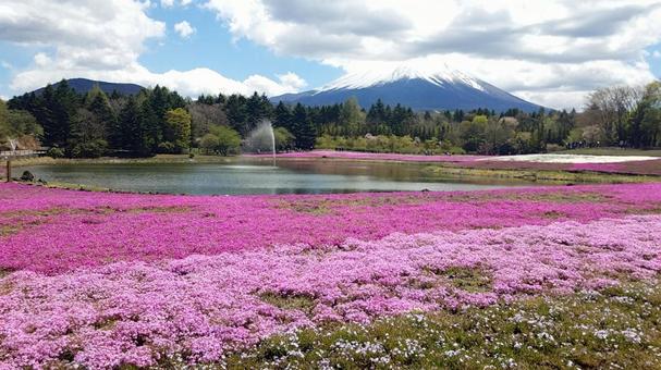 花畑 花畑の写真