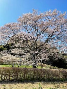 cherry blossoms, JPG