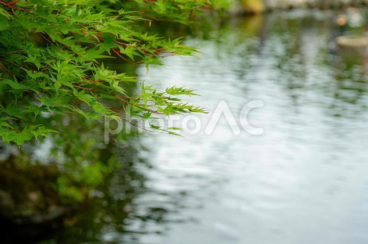 池と緑のもみじ もみじ,緑,池の写真素材