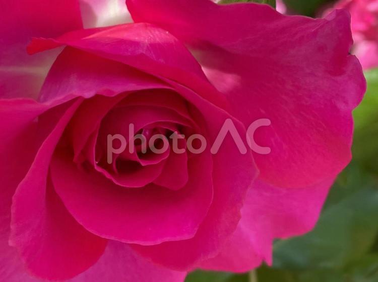 赤い薔薇の写真素材 バラ,花,フラワーの写真素材