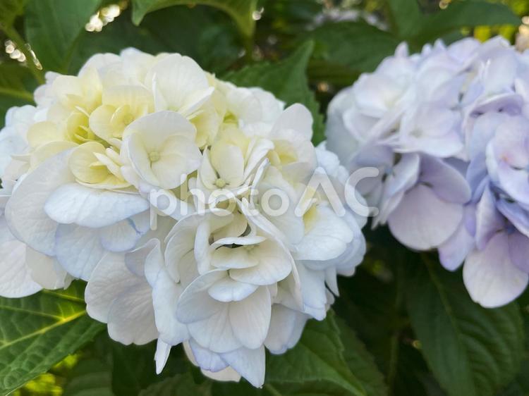 陽射しの中で咲く白とクリーム色のアジサイ あじさい,紫陽花,白の写真素材