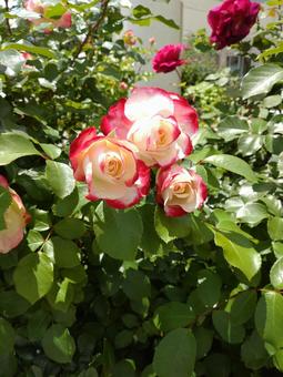 バラ/バイカラー・その2 バラ/バイカラー・その2 バラ,花,薔薇の写真素材