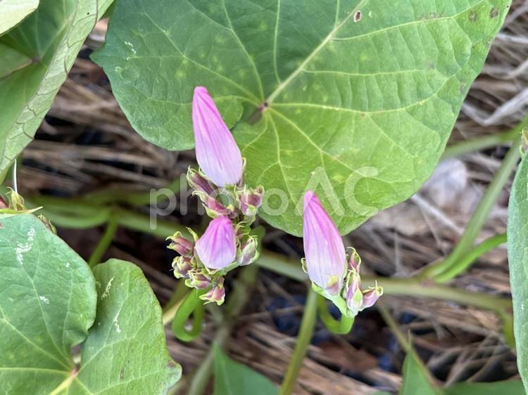 さつまいもの花のつぼみ さつまいも,花,つぼみの写真素材