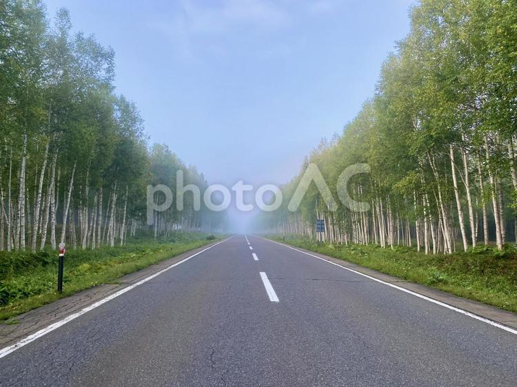 白樺並木 北海道,白樺並木,道の写真素材