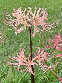 彼岸花 曼珠沙華 彼岸花 曼珠沙華 彼岸花,淡いピンク色,曼珠沙華の写真素材