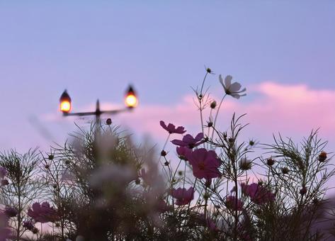 夕空とコスモス 夕空とコスモス 空,コスモス,夕空の写真素材