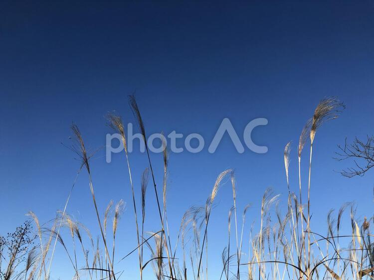 冬の空と枯れススキ  冬の枯れススキ,ススキ,枯れ草の写真素材