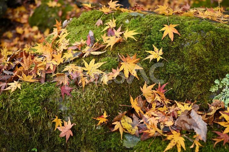 苔ともみじ 紅葉,もみじ,苔の写真素材