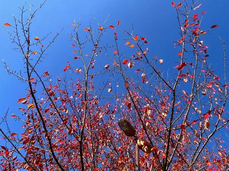 秋の風景の写真