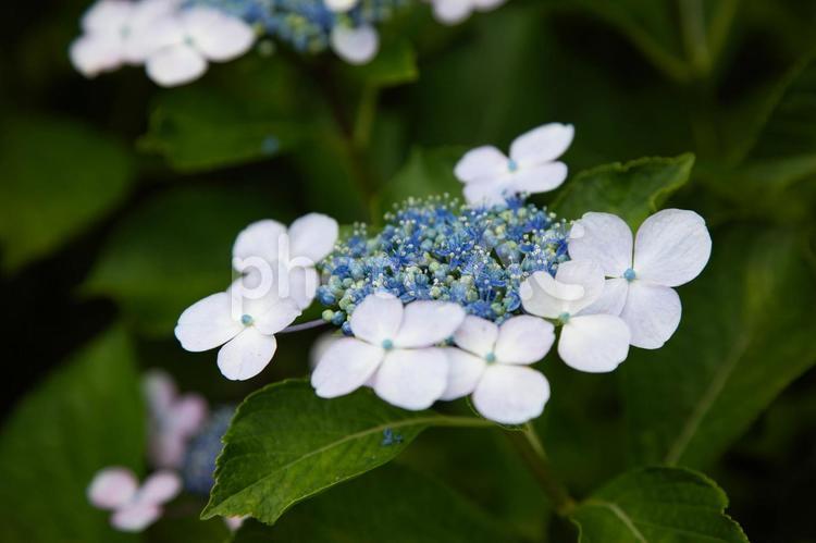 庭のガクアジサイ 紫陽花,アジサイ,梅雨の写真素材