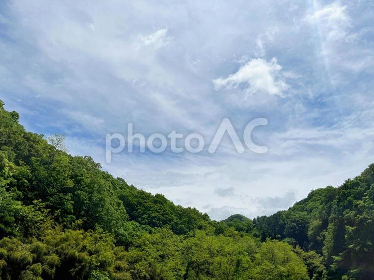 緑の森と青空の風景 森,空,背景の写真素材