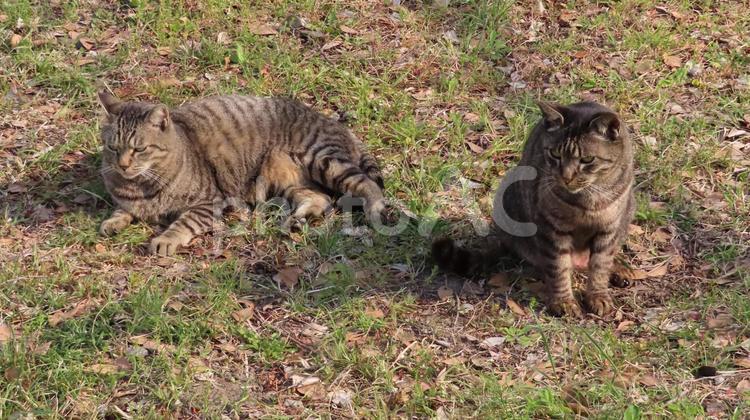 夕日を浴びながら寛ぐもふもふな猫様たち 猫,キジトラ,日向ぼっこの写真素材